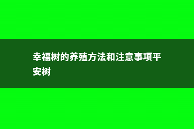 幸福树的养殖方法和注意事项 (幸福树的养殖方法和注意事项平安树)