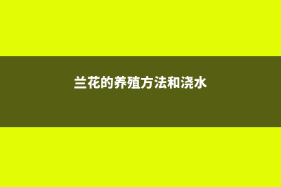 兰花的养殖方法和注意事项 (兰花的养殖方法和浇水)