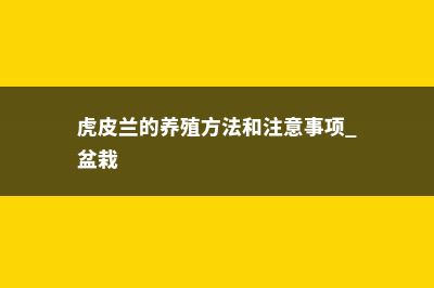 虎皮兰的养殖方法和注意事项 (虎皮兰的养殖方法和注意事项 盆栽)