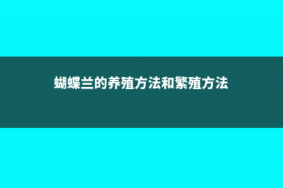 蝴蝶兰的养殖方法和注意事项 (蝴蝶兰的养殖方法和繁殖方法)