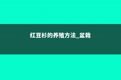 红豆杉的养殖方法和注意事项 (红豆杉的养殖方法 盆栽)