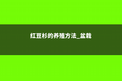 红豆杉的养殖方法 (红豆杉的养殖方法 盆栽)