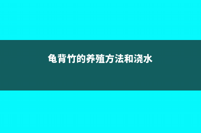 龟背竹的养殖方法和注意事项 (龟背竹的养殖方法和浇水)