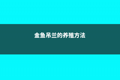 吊兰的养殖方法和注意事项 (金鱼吊兰的养殖方法)