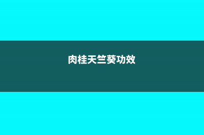 土肉桂和天竺桂的区别 (肉桂天竺葵功效)