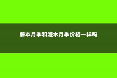 藤本月季和灌木月季的区别 (藤本月季和灌木月季价格一样吗)