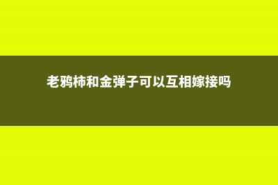 老鸦柿和金弹子区别 (老鸦柿和金弹子可以互相嫁接吗)