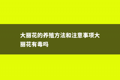 大丽花的养殖方法和注意事项 (大丽花的养殖方法和注意事项大丽花有毒吗)