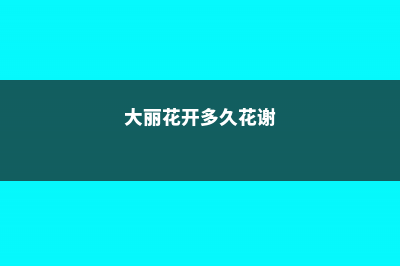 大丽花开多久花会谢 (大丽花开多久花谢)