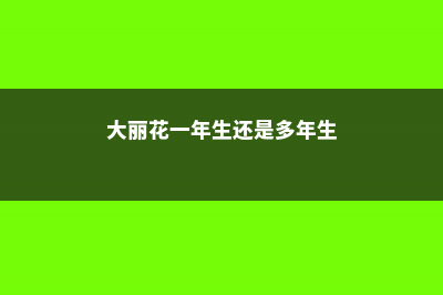 大丽花一年开几次花 (大丽花一年生还是多年生)