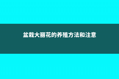 盆栽大丽花的养殖方法 (盆栽大丽花的养殖方法和注意)