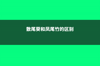 散尾葵和凤尾竹的区别 (散尾葵和凤尾竹的区别)