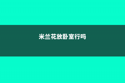 米兰花能放卧室里吗 (米兰花放卧室行吗)