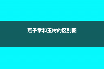 燕子掌和玉树的区别 (燕子掌和玉树的区别图)