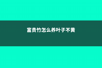 富贵竹怎么养 (富贵竹怎么养叶子不黄)