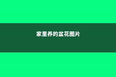 家里养盆它，清香去异味，果子吃一口比拔火罐还管用！ (家里养的盆花图片)