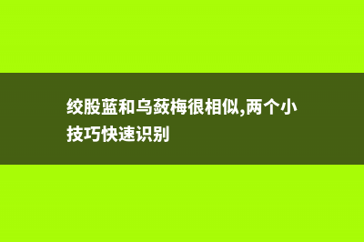 绞股蓝和乌蔹梅的区别 (绞股蓝和乌蔹梅很相似,两个小技巧快速识别)