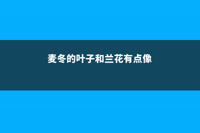 兰草和麦冬的区别 (麦冬的叶子和兰花有点像)