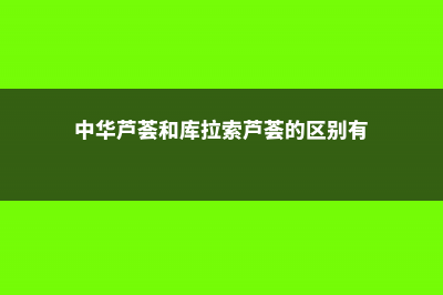 中华芦荟和库拉索芦荟的区别 (中华芦荟和库拉索芦荟的区别有)