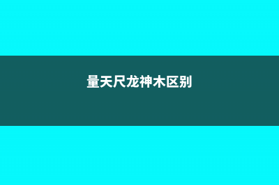 量天尺和龙骨的区别 (量天尺龙神木区别)