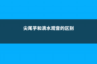 尖尾芋和滴水观音的区别 (尖尾芋和滴水观音的区别)