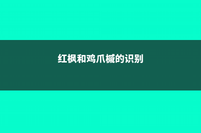 红枫和鸡爪槭的区别 (红枫和鸡爪槭的识别)