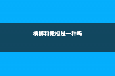 槟榔和橄榄的区别 (槟榔和橄榄是一种吗)