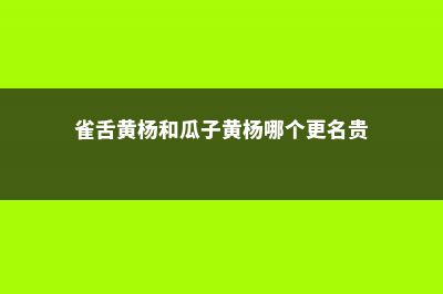 雀舌黄杨和瓜子黄杨的区别 (雀舌黄杨和瓜子黄杨哪个更名贵)