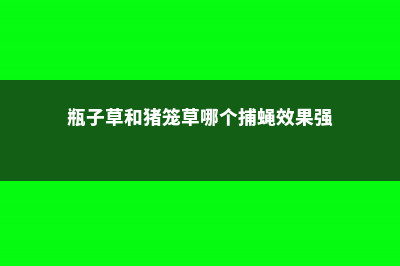 瓶子草和猪笼草的区别 (瓶子草和猪笼草哪个捕蝇效果强)