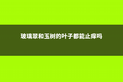 玻璃翠和玉树的区别 (玻璃翠和玉树的叶子都能止痒吗)