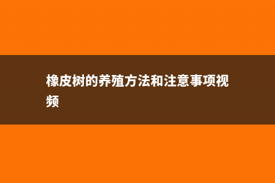 橡皮树的养殖方法 (橡皮树的养殖方法和注意事项视频)