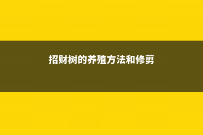 招财树的养殖方法 (招财树的养殖方法和修剪)