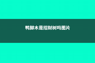 鸭脚木是招财树吗 (鸭脚木是招财树吗图片)