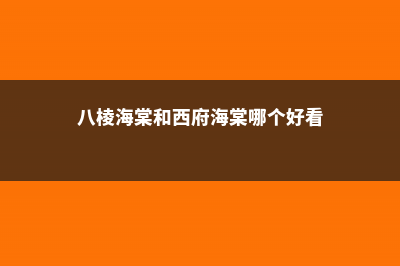 八棱海棠和西府海棠的区别 (八棱海棠和西府海棠哪个好看)