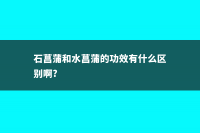 石菖蒲和水菖蒲的区别 (石菖蒲和水菖蒲的功效有什么区别啊?)