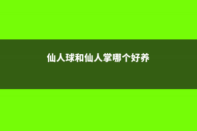 仙人球和仙人掌的区别 (仙人球和仙人掌哪个好养)