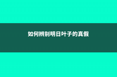 如何辨别明日叶 (如何辨别明日叶子的真假)