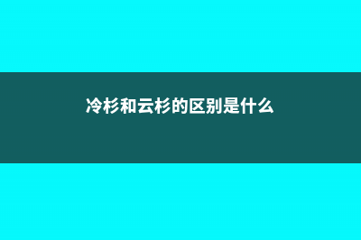 冷杉和云杉的区别 (冷杉和云杉的区别是什么)