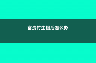 富贵竹生根后怎么养 (富贵竹生根后怎么办)