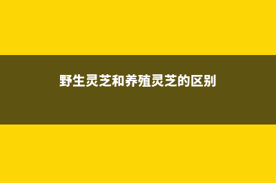 野生灵芝和养殖灵芝的区别 (野生灵芝和养殖灵芝的区别)