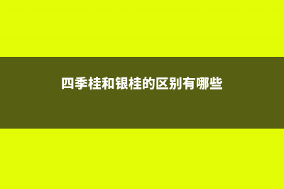 四季桂和银桂的区别 (四季桂和银桂的区别有哪些)