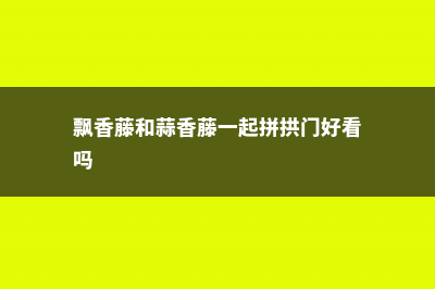 飘香藤和蒜香藤的区别 (飘香藤和蒜香藤一起拼拱门好看吗)