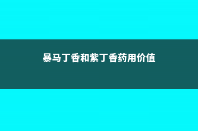 暴马丁香和紫丁香的区别 (暴马丁香和紫丁香药用价值)