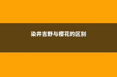 染井吉野樱和大岛樱的区别在哪 (染井吉野与樱花的区别)