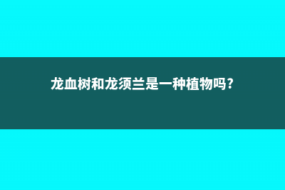 龙血树和龙须兰的区别 (龙血树和龙须兰是一种植物吗?)