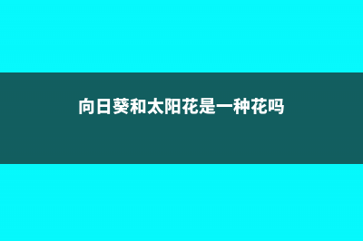 向日葵和太阳花的区别 (向日葵和太阳花是一种花吗)