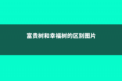 富贵树和幸福树的区别 (富贵树和幸福树的区别图片)