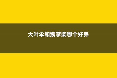 大叶伞和鹅掌柴有什么区别 (大叶伞和鹅掌柴哪个好养)