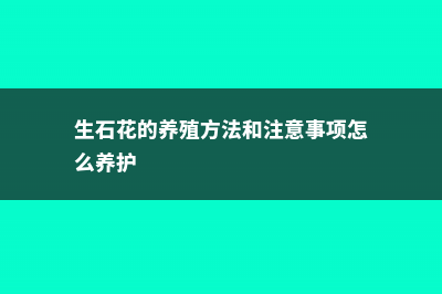 生石花的养殖方法 (生石花的养殖方法和注意事项怎么养护)