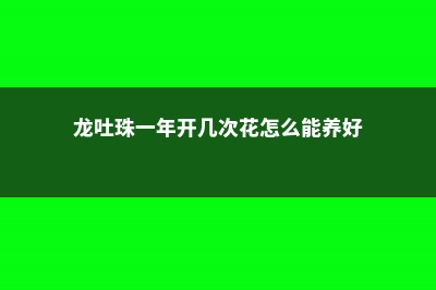 龙吐珠一年开几次花 (龙吐珠一年开几次花怎么能养好)